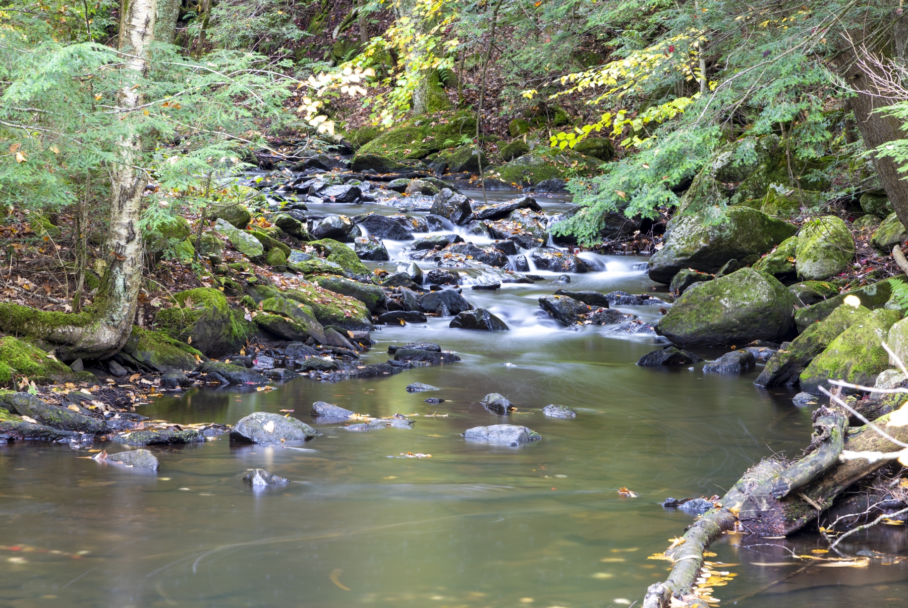 /gallery/north_america/USA/Vermont/chittenden brook/Chittenden Brook VT 2021-030_med.jpg